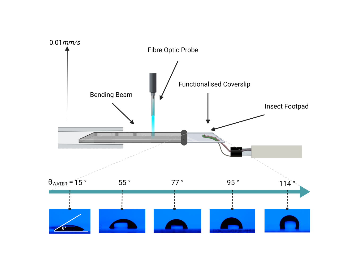 Insect Locomotion Evolutionary Biomechanics Group insect-locomotion-evolutionary-biomechanics-group